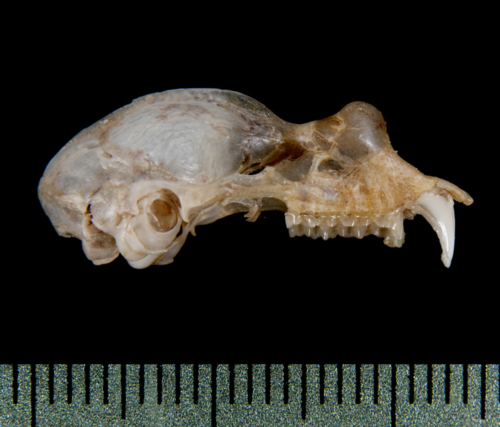 Rhinolophus inops