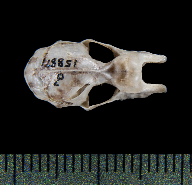 Rhinolophus virgo