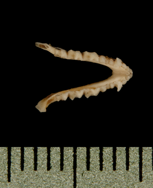 Vespertilionidae