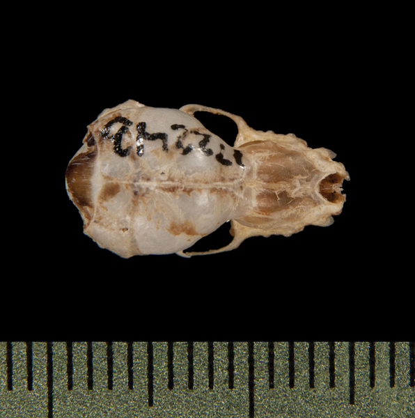 Miniopterus pusillus