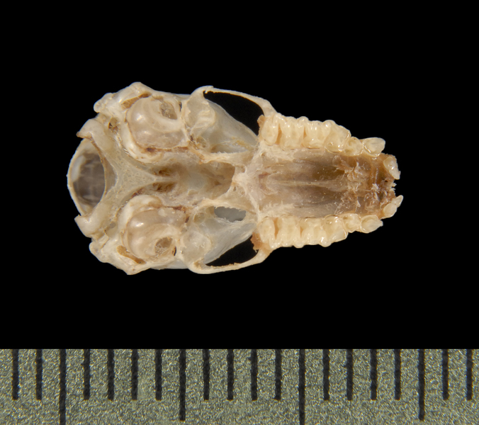 Miniopterus pusillus