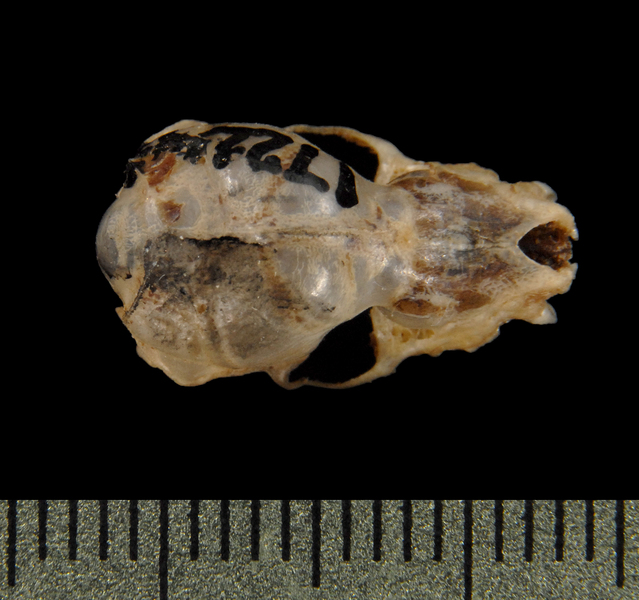 Miniopterus schreibersii