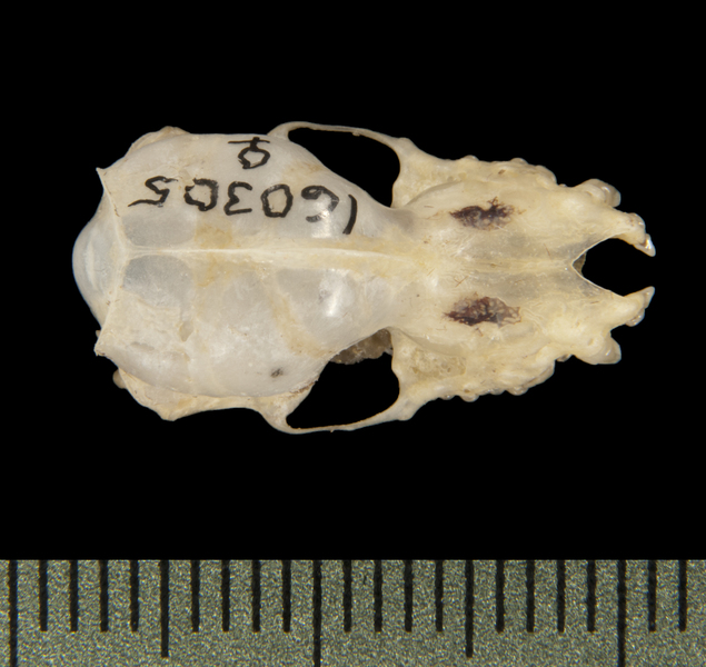 Miniopterus tristis