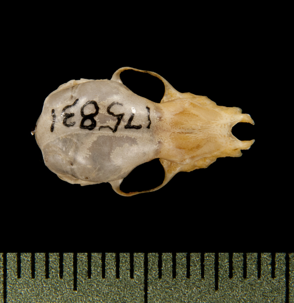 Vespertilionidae