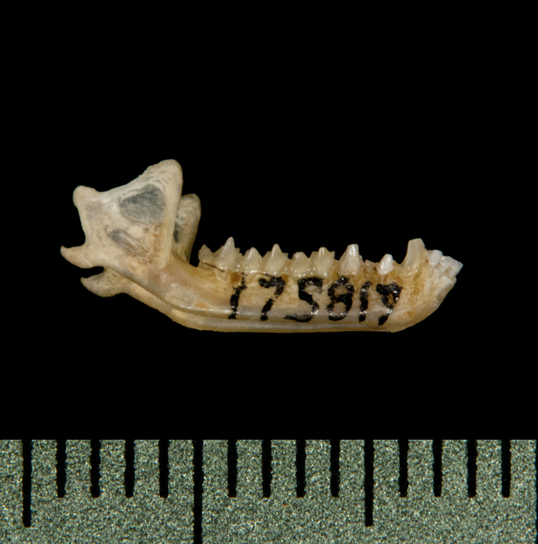 lower_lateral5798