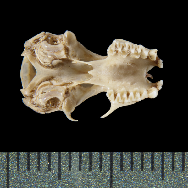 Neoromicia capensis