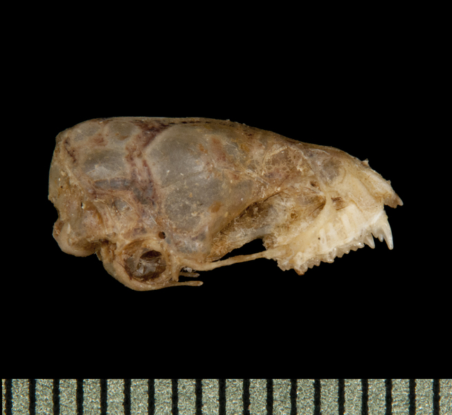 Philetor brachypterus