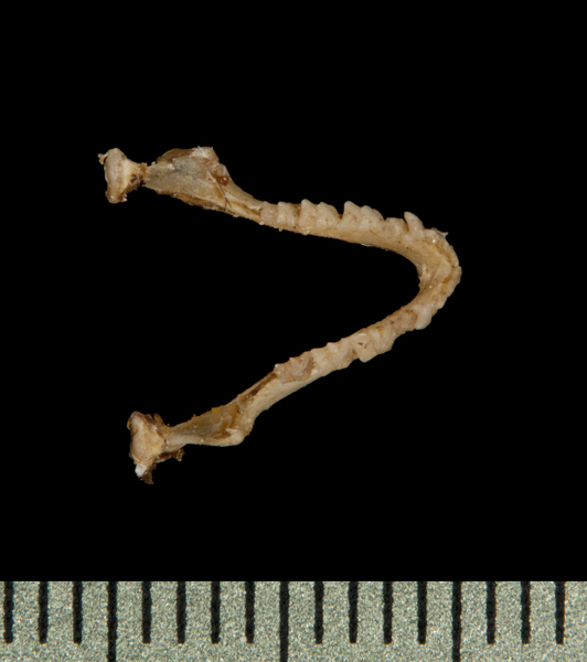 Philetor brachypterus