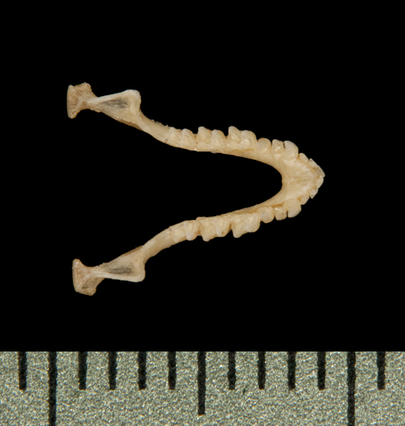 Pipistrellus coromandra