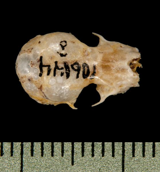 Pipistrellus subflavus