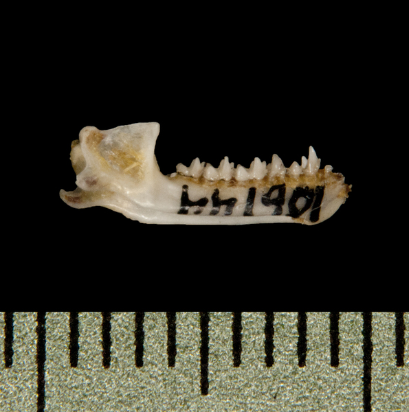 Pipistrellus subflavus