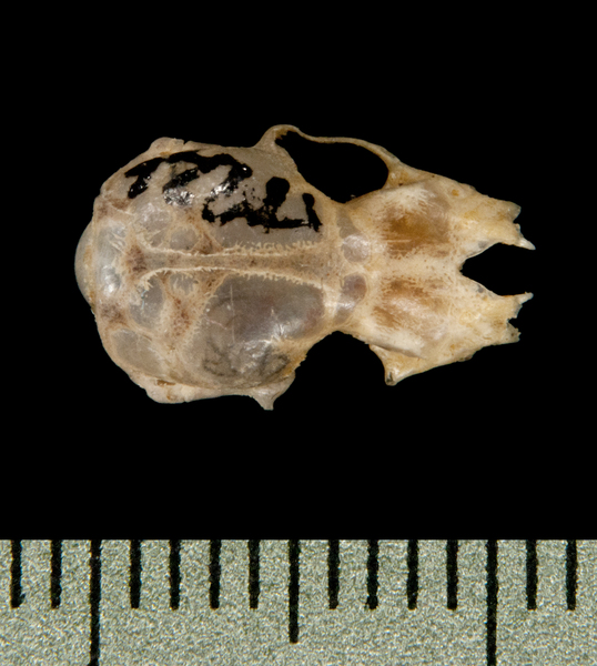 Pipistrellus tenuis