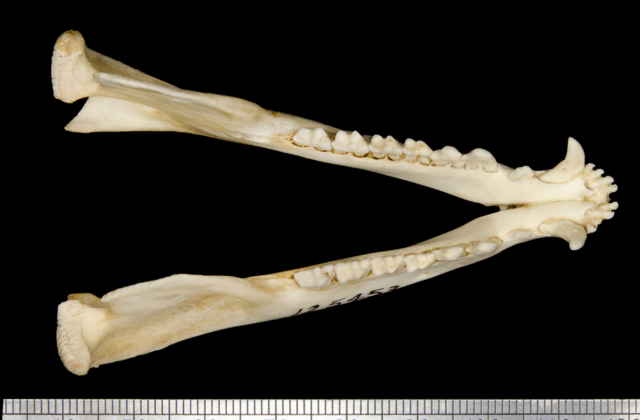 Didelphis albiventris