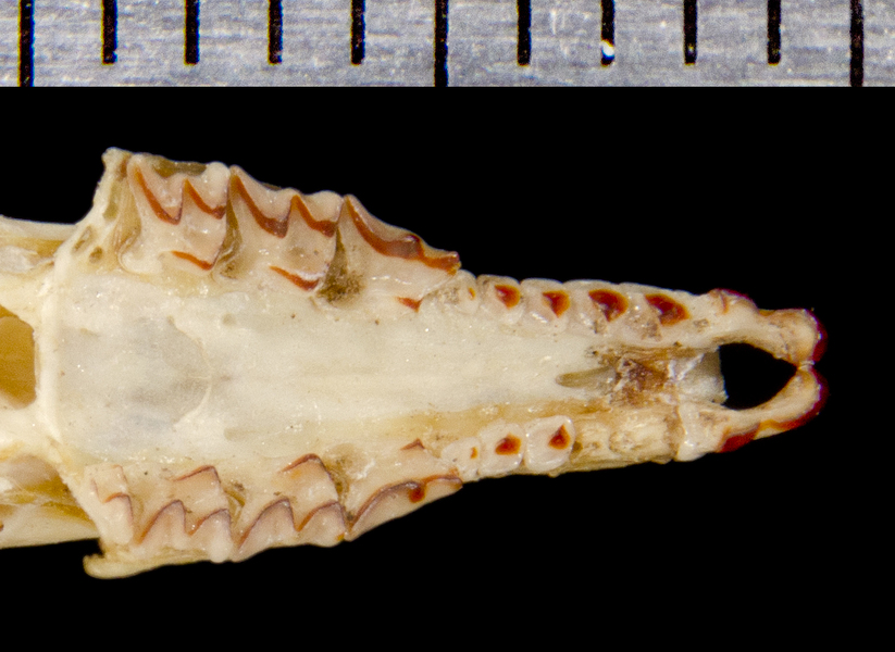 Sorex roboratus