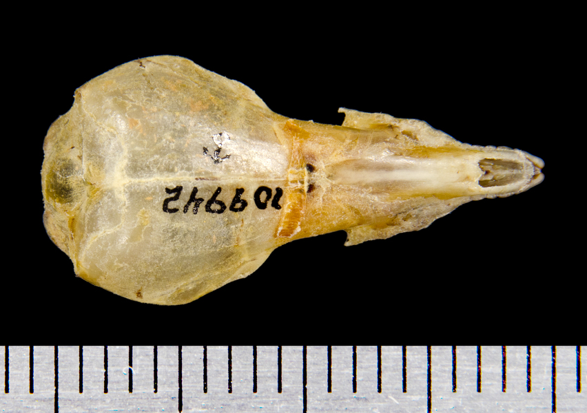Sorex unguiculatus