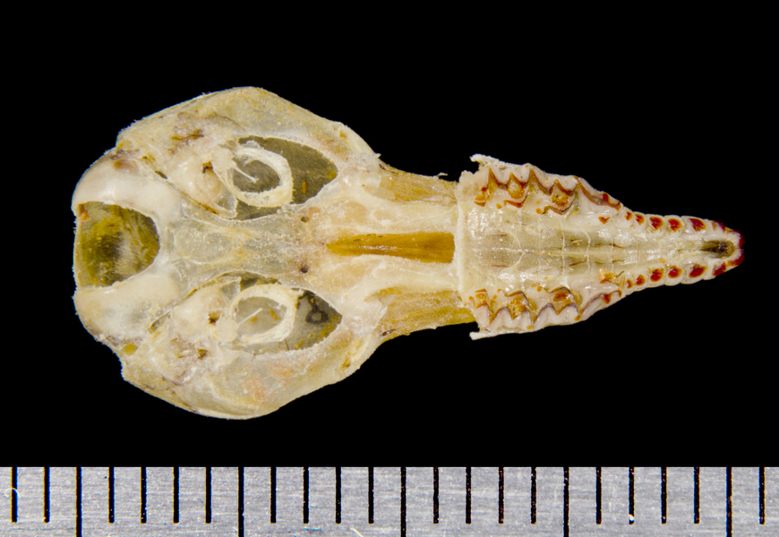 Sorex unguiculatus
