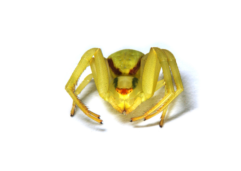 crabspider1330