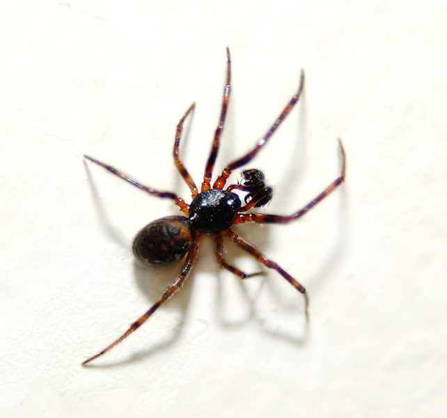 spider1a