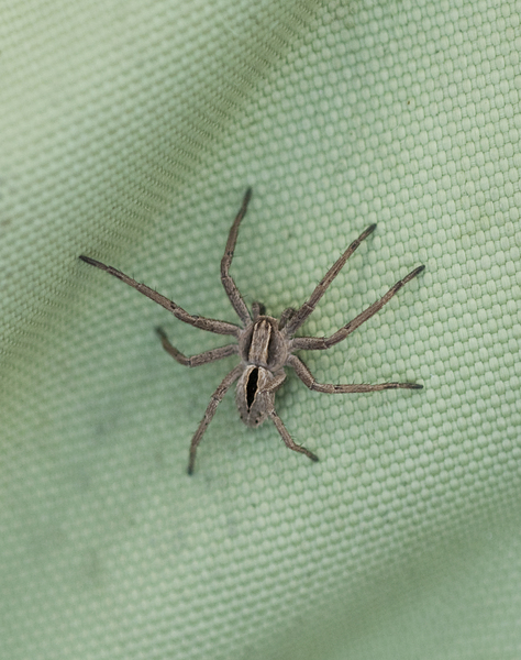 spider3219