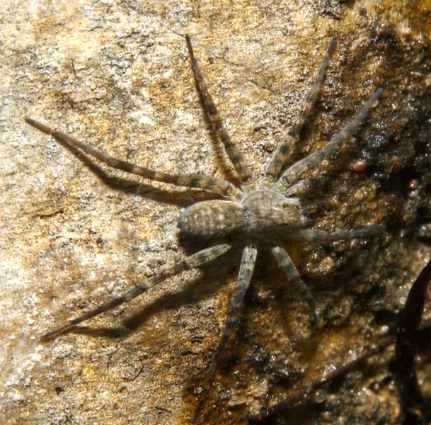 spider5471