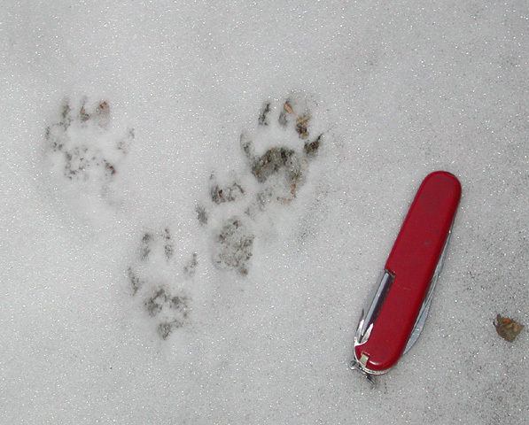 fox_squirrel_tracks