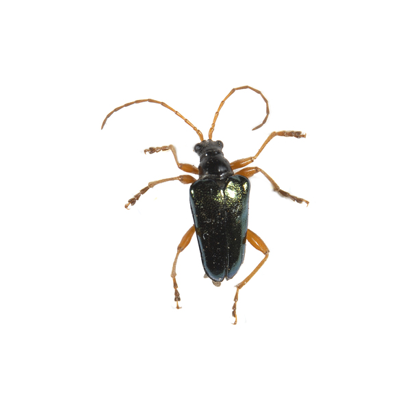 beetle0012