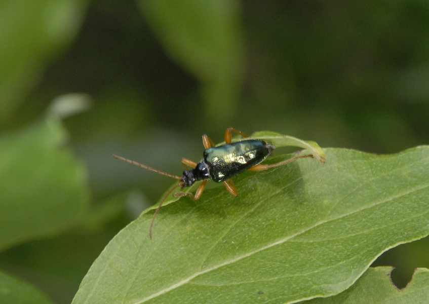 beetle3293