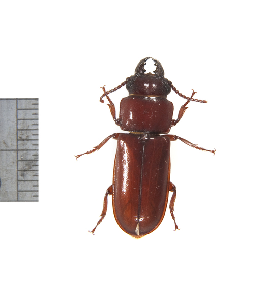 beetle3097
