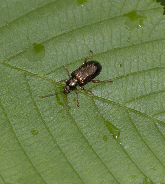 beetle3462