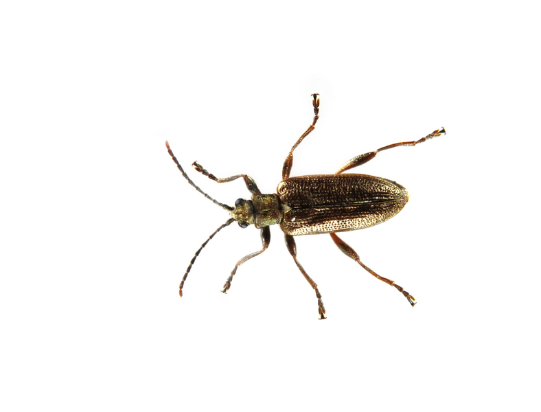 beetle4034