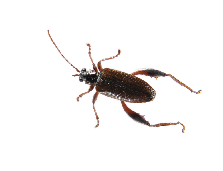 beetle4041