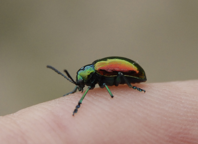 beetle4546