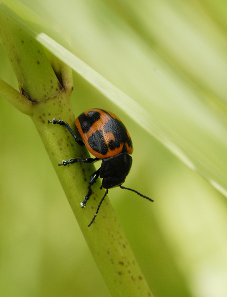 beetle4721