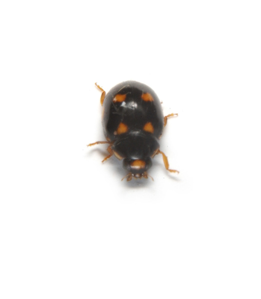 Coccinellidae1108
