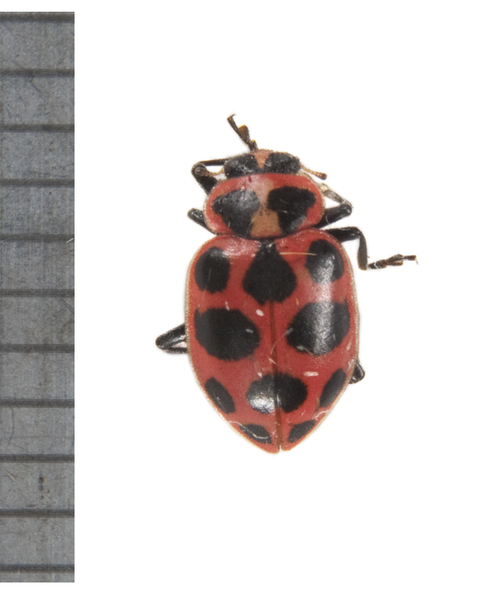 beetle3399