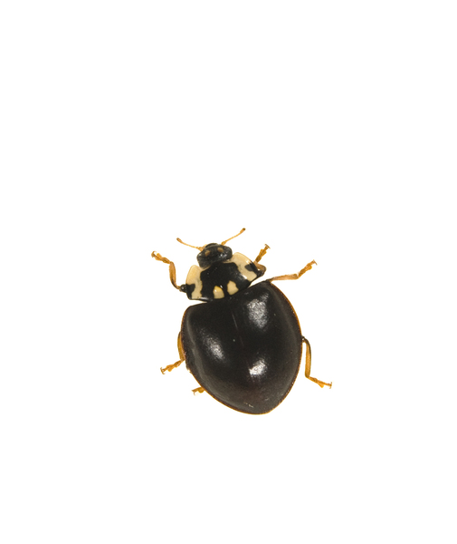 beetle8203