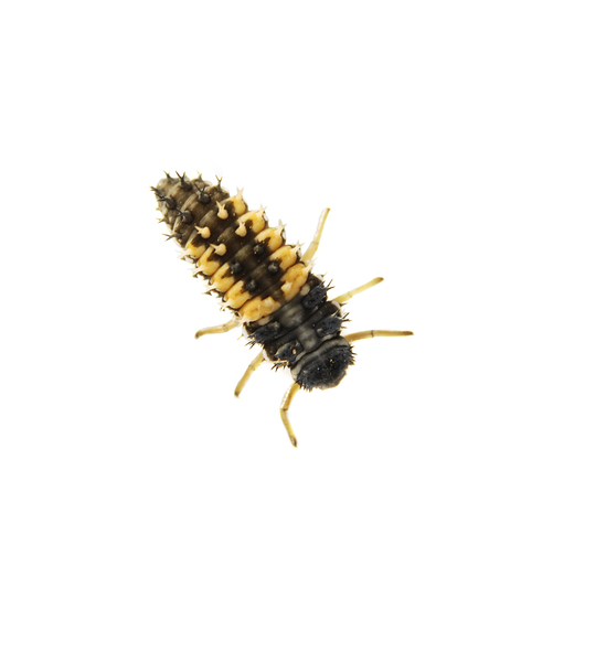 larva1581