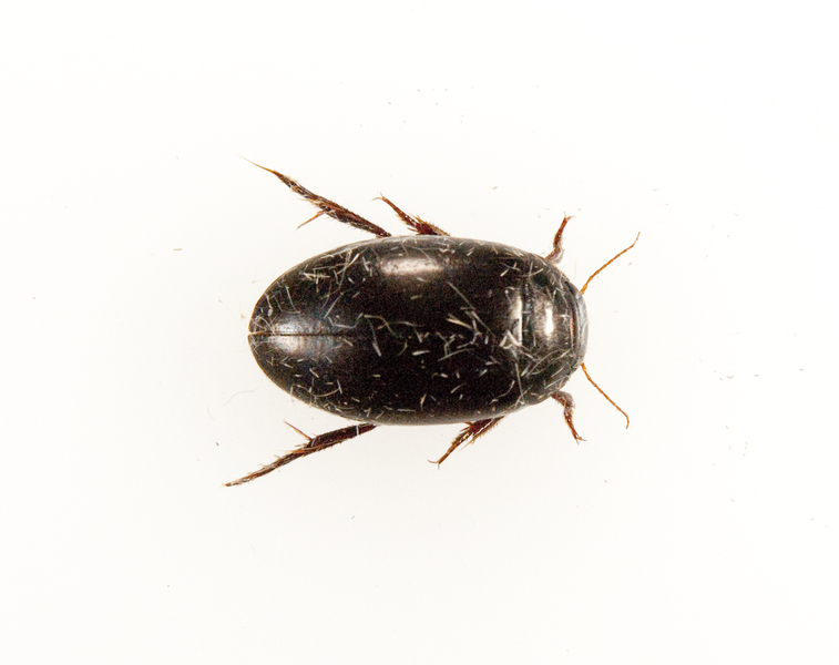 beetle8746