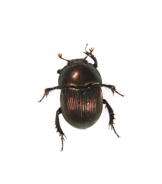 beetle2322