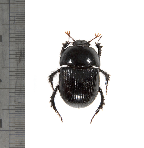beetle2451