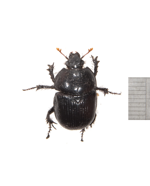 beetle2920
