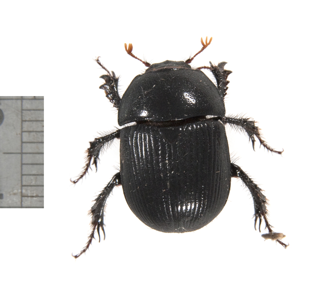 beetle3372