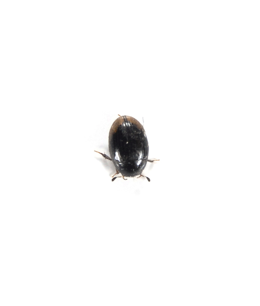 beetle4125