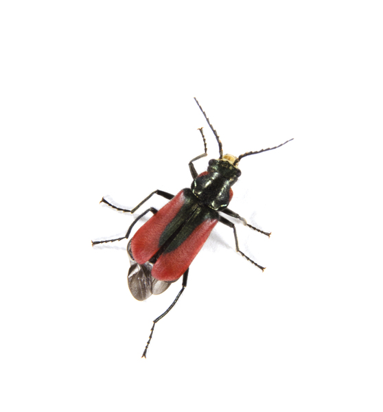 beetle6802