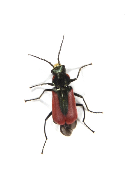 beetle6805