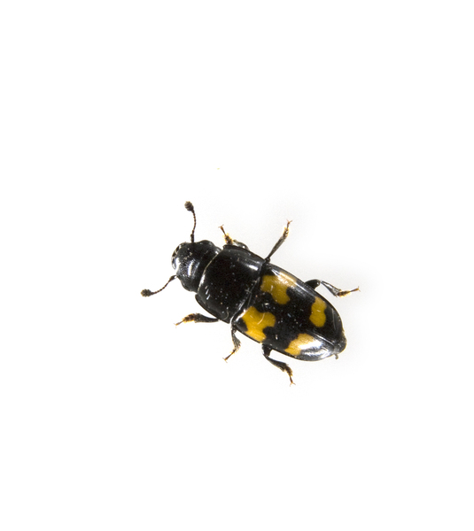 beetle9939