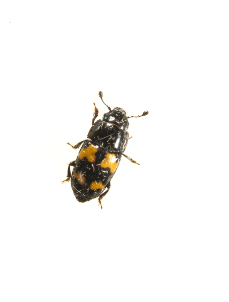 beetle_dorsal7202