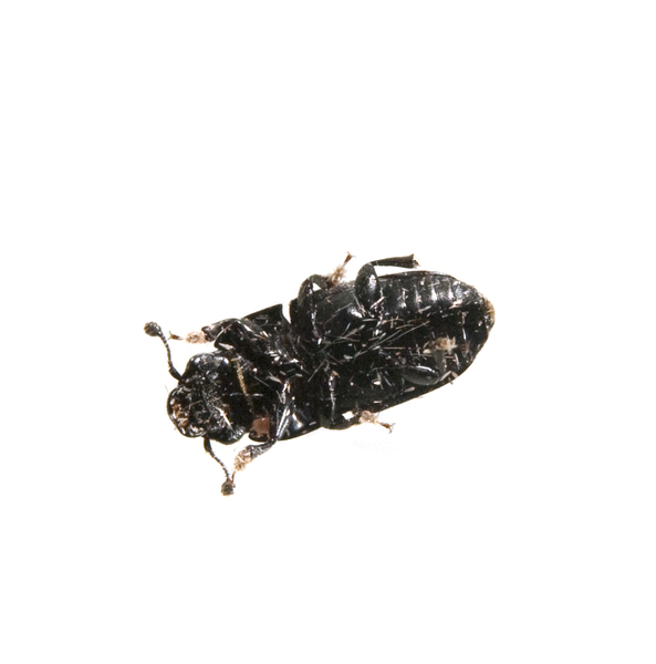 beetle_ventral7187