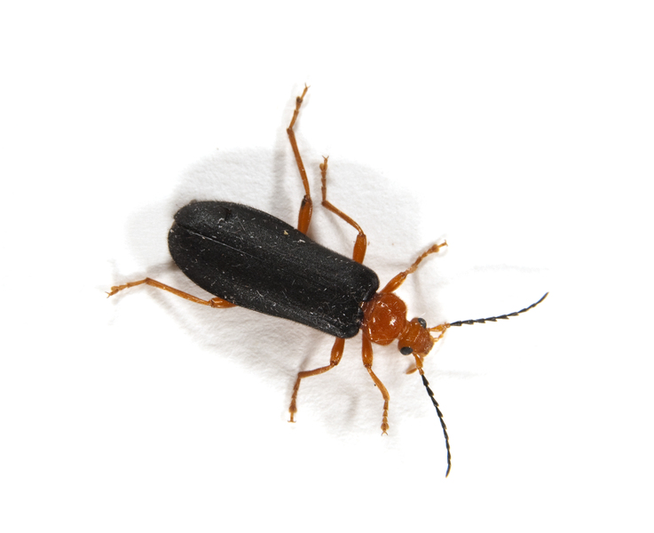 beetle2045