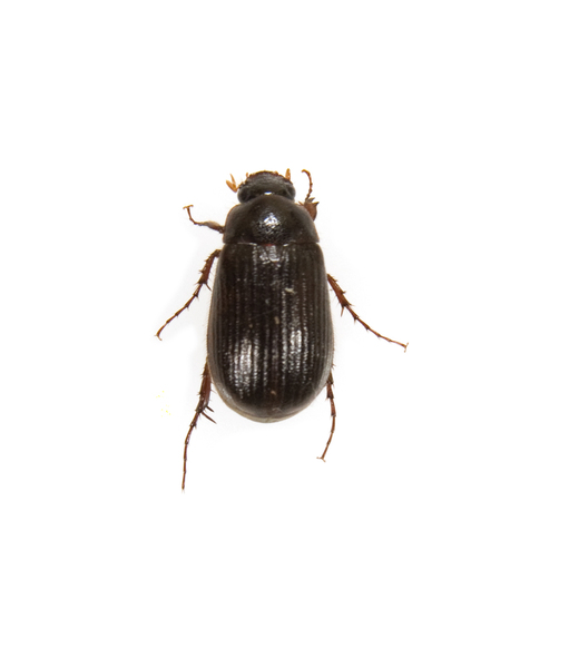 beetle0118